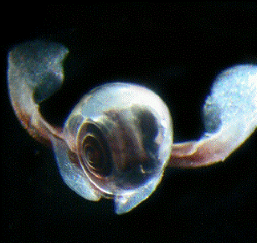 Limacina rangii